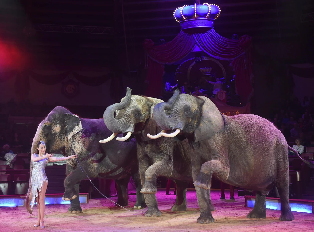 Circus, Krone — © Bild: F. Hörhager
