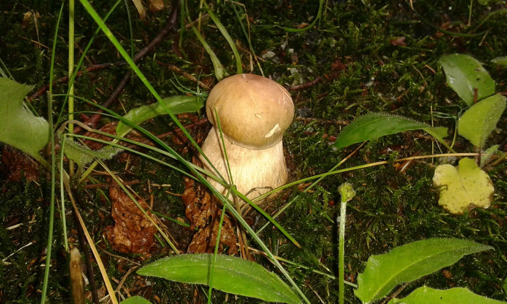 Pilze Schwammerl, Foto: Edith Amringer