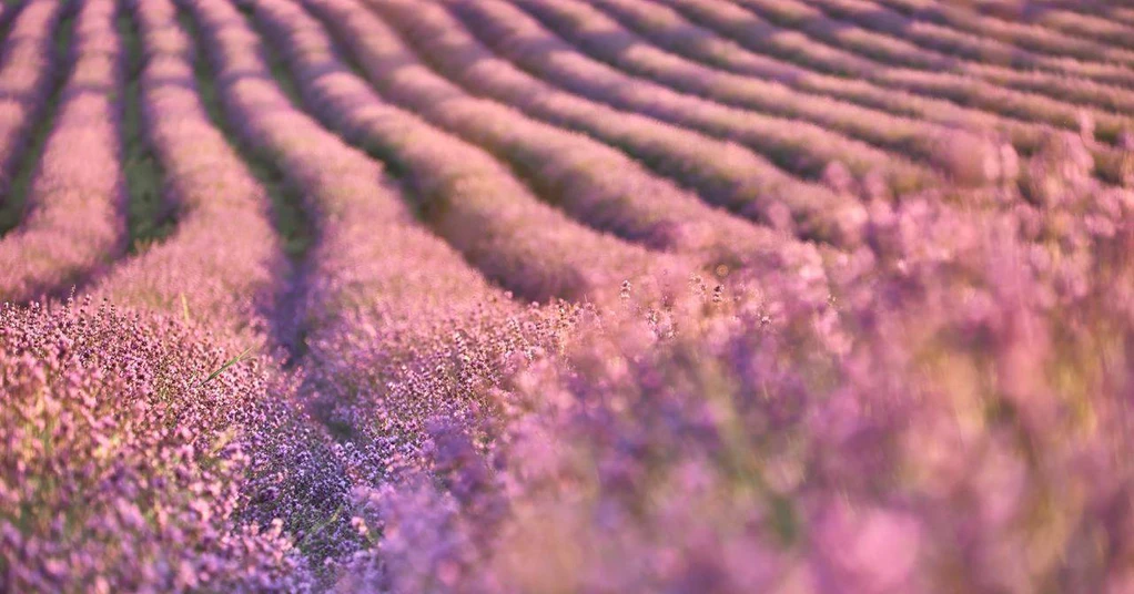 Lavendel