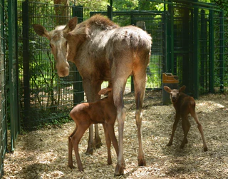 Tierpark Hellabrunn Elch — © © Bild: Tierpark Hellabrunn