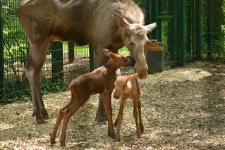 Tierpark Hellabrunn Elch — © © Bild: Tierpark Hellabrunn
