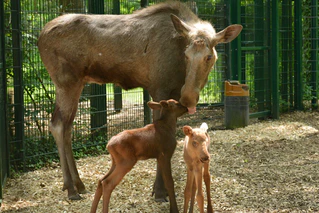 Tierpark Hellabrunn Elch — © © Bild: Tierpark Hellabrunn