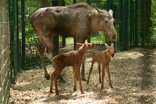 Tierpark Hellabrunn Elch — © © Bild: Tierpark Hellabrunn