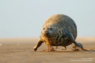  — © ©Adrian Slazok / Comedy Wildlife