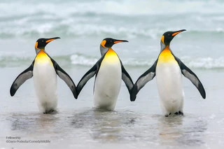  — © © Dario-Podesta / Comedy Wildlife