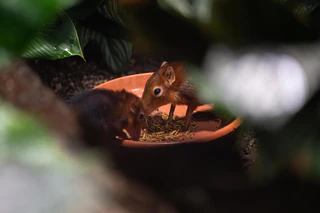 Rotschulter Rüsselhündchen — © Bild: Tierpark Hellabrunn / Jan Sauer