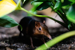 Rotschulter Rüsselhündchen — © Bild: Tierpark Hellabrunn / Jan Sauer