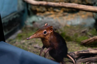Rotschulter Rüsselhündchen — © Bild: Tierpark Hellabrunn / Jan Sauer