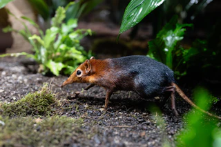 Rotschulter Rüsselhündchen — © Bild: Tierpark Hellabrunn / Jan Sauer
