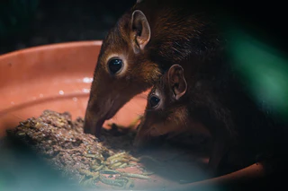 Rotschulter Rüsselhündchen — © Bild: Tierpark Hellabrunn / Jan Sauer
