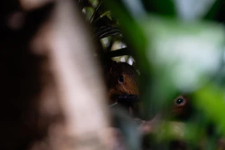 Rotschulter Rüsselhündchen — © Bild: Tierpark Hellabrunn / Jan Sauer