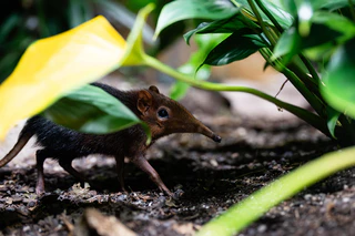 Rotschulter Rüsselhündchen — © Bild: Tierpark Hellabrunn / Jan Sauer