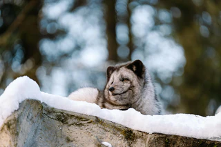 — © Bild: Jan Sauer / Tierpark Hellabrunn