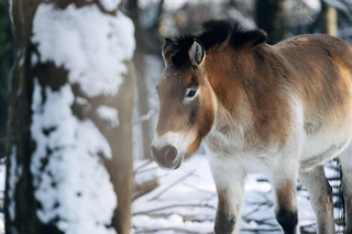 — © Bild: Jan Sauer / Tierpark Hellabrunn