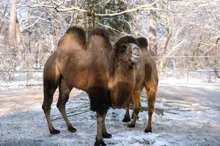 — © Bild: Jan Sauer / Tierpark Hellabrunn