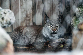 — © Bild: Jan Sauer / Tierpark Hellabrunn
