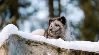  — © Bild: Jan Sauer / Tierpark Hellabrunn