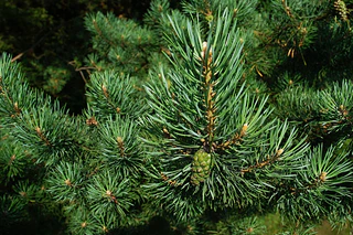 Tannennadeln — © Bild: Pixabay / zdenet