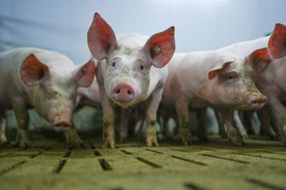 Zahlreiche Tiere starben in den Flammen. (Symbolbild) — © Lars Klemmer/dpa