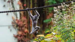  — © Tierpark Hellabrunn / Jan Saurer