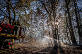 Feuerwehrleute versuchen die Brände zu löschen.  — © Andreas Arnold/dpa