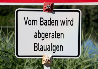 Bei einer Untersuchung im Baggersee Breitengüßbach wurden vereinzelt Blaualgen nachgewiesen. — © Julian Stratenschulte/dpa