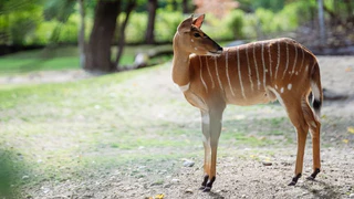 — © Tierpark Hellabrunn / Jan Saurer