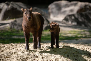  — © Tierpark Hellabrunn/Daniela Hierl