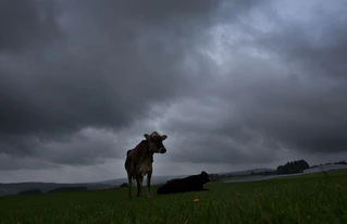 Am Dienstag soll es viel Regen und einzelne Gewitter geben. (Archivbild) — © Karl-Josef Hildenbrand/dpa