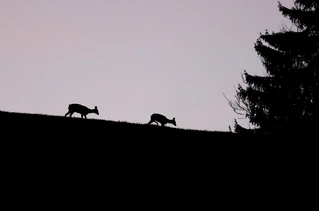 Rehe in der Dämmerung (Symbolbild) — © Karl-Josef Hildenbrand/dpa