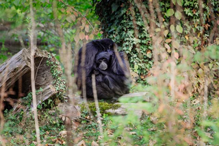 — © Tierpark Hellabrunn / Jan Saurer