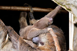  — © Tierpark Hellabrunn/Birgit Mohr