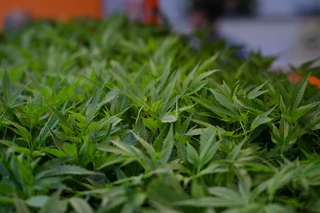 Die Polizei hat 400 Cannabis-Pflanzen beschlagnahmt. (Symbolbild) — © Michael Brandt/dpa