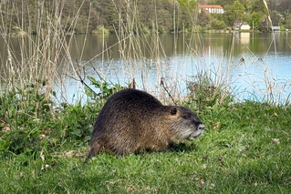 Nach einem Biss durch einen Biber warnt die Gemeinde Schechen im Landkreis Rosenheim Badegäste am Waldsee davor, den Tieren und ihrer Burg nahezukommen. (Symbolbild) — © Christian Charisius/dpa