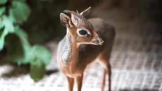 — © Tierpark Hellabrunn / Jan Saurer