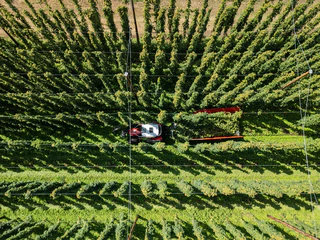 Hopfenernte in der baden-württembergischen Anbauregion Tettnang. (Symbolbild) — © Silas Stein/dpa