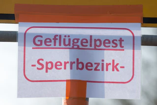 Wildvögel tragen laut Experten bedeutend zur Ausbreitung der Vogelgrippe bei. (Symbolbild) — © Armin Weigel/dpa