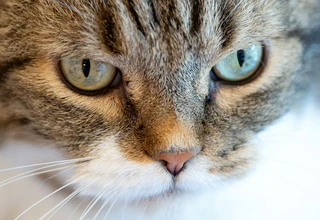 Die Katze verkeilte sich hinter dem Auspuff eines Autos. (Symbolbild) — © Sven Hoppe/dpa