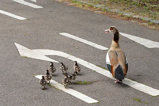 Eine Entenfamilie überquert eine Straße. (Archivbild) — © Andreas Rosar/dpa