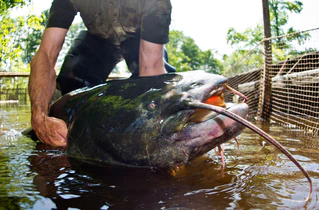 Die Ermittlungen wegen eines möglichen Verstoßes gegen das Tierschutzgesetz wurden eingestellt. (Symbolbild) — © Patrick Pleul/dpa-Zentralbild/dpa