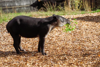 — © Tierpark Hellabrunn / Jan Saurer