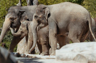  — © Tierpark Hellabrunn/JanSaurer