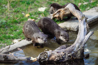 — © Tierpark Hellabrunn / Jan Saurer