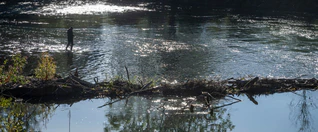 In der Isar setzte das Bayerische Landesamt für Umwelt rund 40.000 Fische aus. (Symbolbild) — © Stefan Puchner/dpa