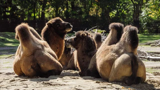 — © Tierpark Hellabrunn / Jan Saurer