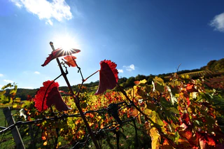 Der Herbst zeigt sich in Bayern vielerorts von seiner freundlichen Seite. — © Karl-Josef Hildenbrand/dpa
