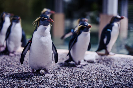 — © Tierpark Hellabrunn / Stephan Schuhmann, Lisa Reininger