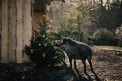 — © Bild: Tierpark Hellabrunn / Jan Saurer