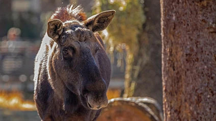 — © Bild: Maria Fencik / Tierpark Hellabrunn