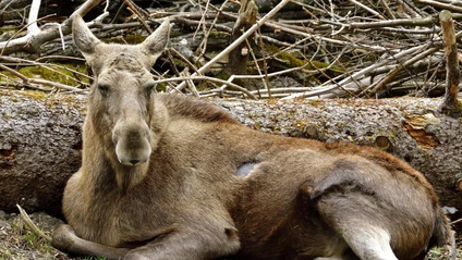 — © Bild: Gemma Borrell / Tierpark Hellabrunn